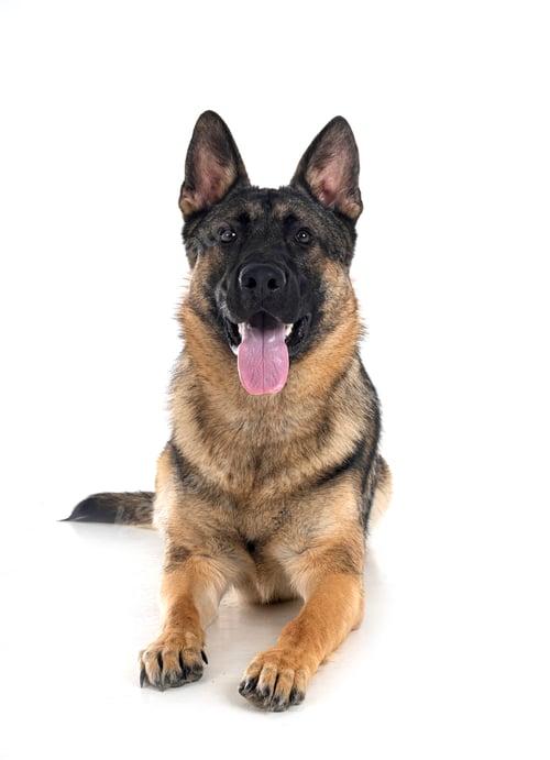 Preview: young german shepherd