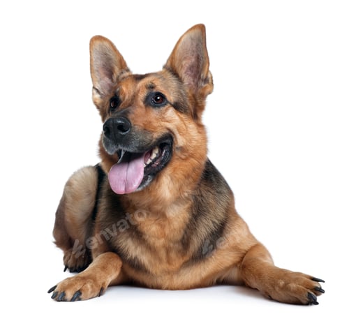 Preview: German shepherd dog, 10 years old, lying in front of white background