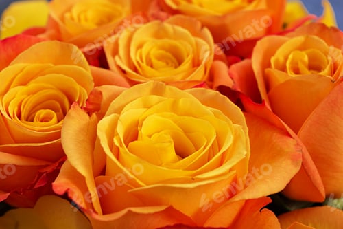 Preview: Bouquet of roses on dark background