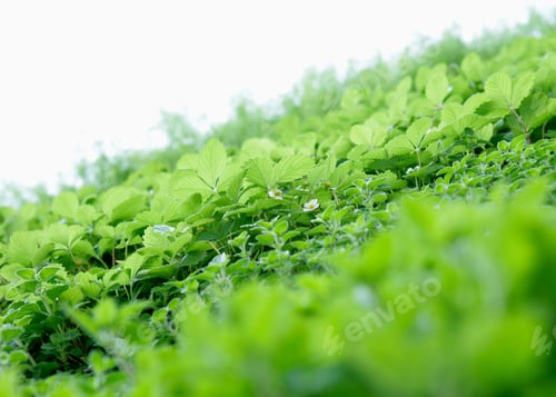 Preview: organic herb bed