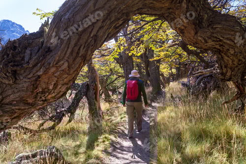 Preview: Person Hiking Through a Forest Path on Sunny Day