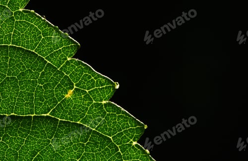 Preview: Close-up green leaf on the black background