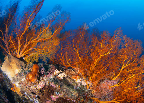Preview: Coral reef underwater photo, shallow underwater seascape