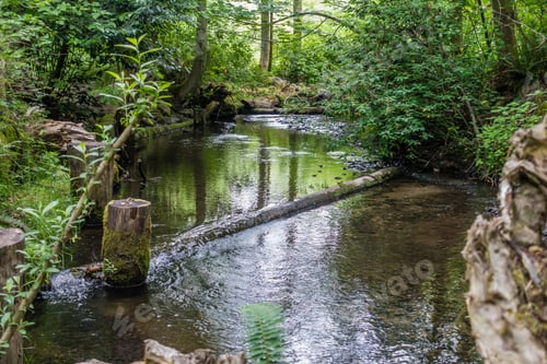 Preview: A View Of Des Moines Creek In Des Moines, Washington.