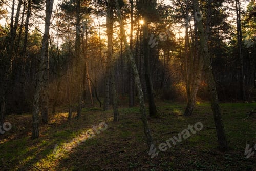 Preview: Beautiful moody forest