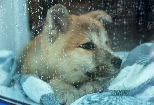 Preview: Cute little Akita Inu puppy waiting for owner at home on rainy day, view through wet window