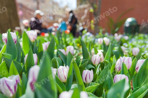 Preview: Field of tulips in New York, spring season