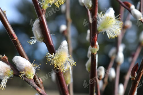 Preview: Close up of pussy willow plants blooming in early spring