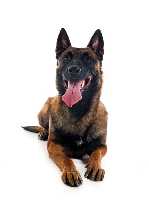 Preview: malinois in studio
