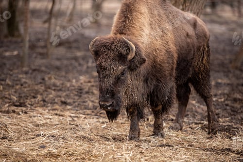 Preview: Buffalo on the nature