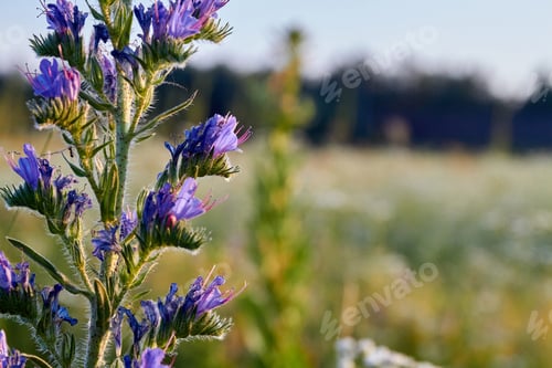 Preview: Close-up growing purple flower on blurred outdoors backgroud.