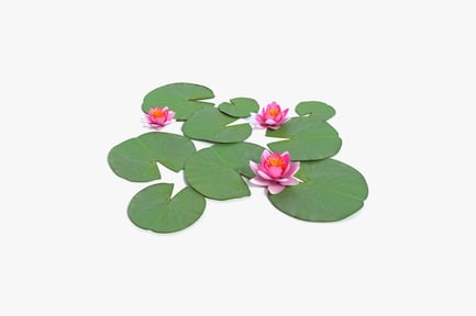 Pink Water Lily Pads and Flowers