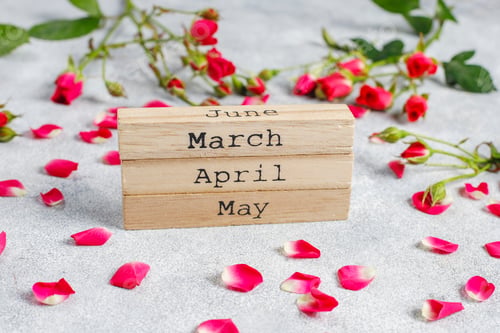 Preview: Spring greeting card with rose flowers.