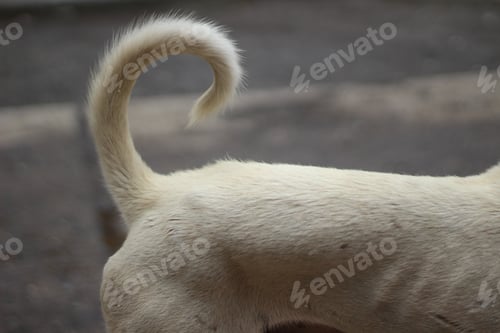 Preview: Stray dog