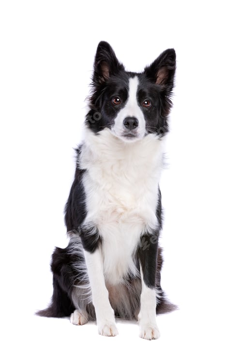 Preview: dog
