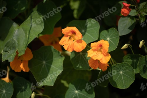 Preview: Orange yellow nasturtium in garden. Orange flowers in garden