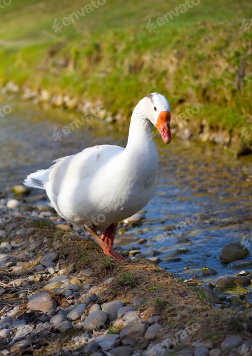 Preview: White domestic goose near the stream