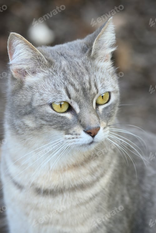 Preview: Grey, striped domestic cat looking curious