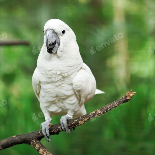 Preview: Parrot bird