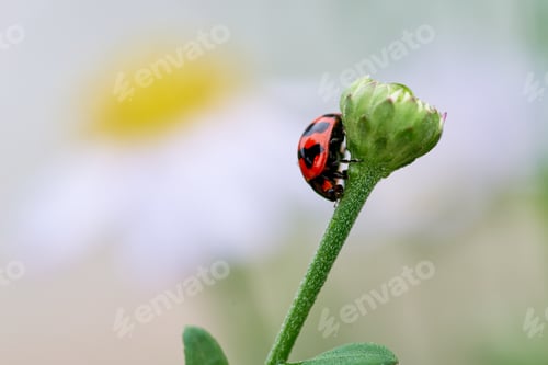 Preview: A ladybug on the green bud flower
