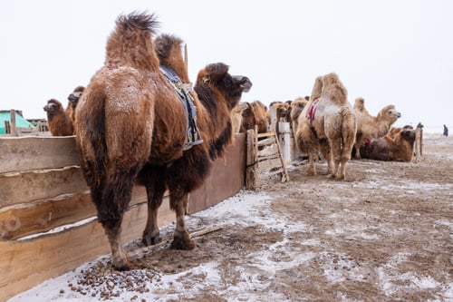 Preview: Bactrian camels