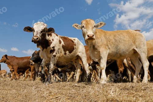Preview: Free-range cattle on rural farm
