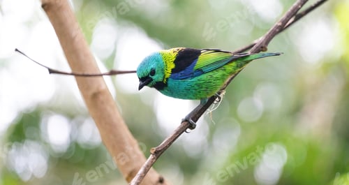 Preview: Saira-sete-cores, bird of the Atlantic Forest, southern Brazil