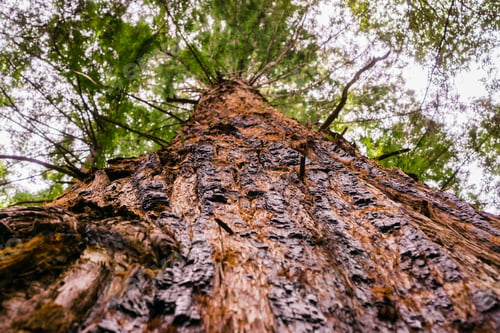 Preview: Large Redwood tree (Sequoia sempervirens), Santa Cruz mountains, San Francisco bay area, California