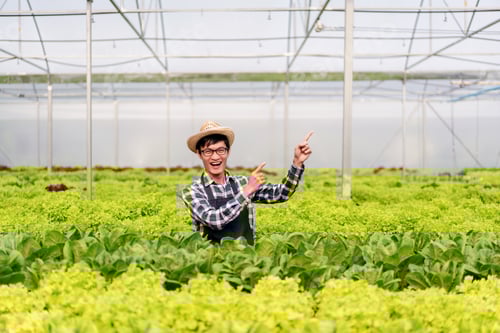 Preview: Agribusiness farmer and hydroponic farming concept, Man smiling