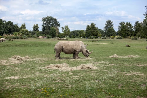 Preview: Rhinoceros grazing in field, Cotswold wildlife park, Burford, Oxfordshire, UK