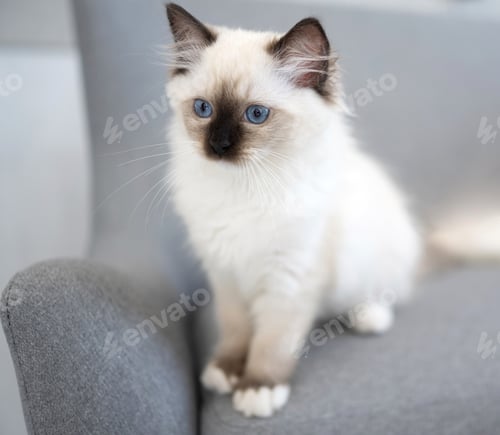 Preview: Ragdoll kitten cat at home