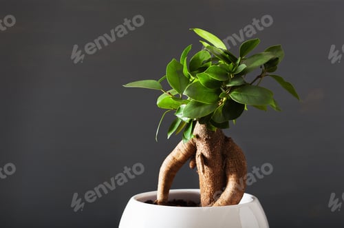 Preview: houseplant ficus microcarpa ginseng in white flowerpot