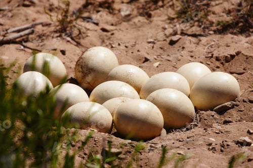 Preview: Soon to be big birds...Shot of a nest of ostrich eggs in the sand.