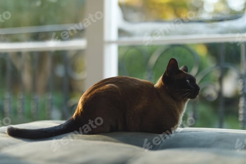 Preview: Close up of pet cat in bedroom, sitting on bed