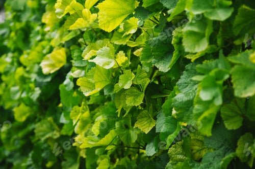 Preview: full frame image of vineyard leaves background