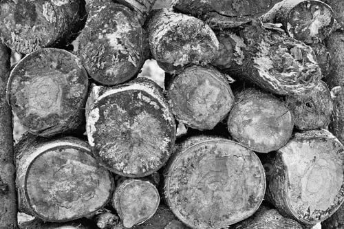Preview: Texture Closeup Of Cross-Slices Or Ends Logs Piled Together Of Monochrome Tone