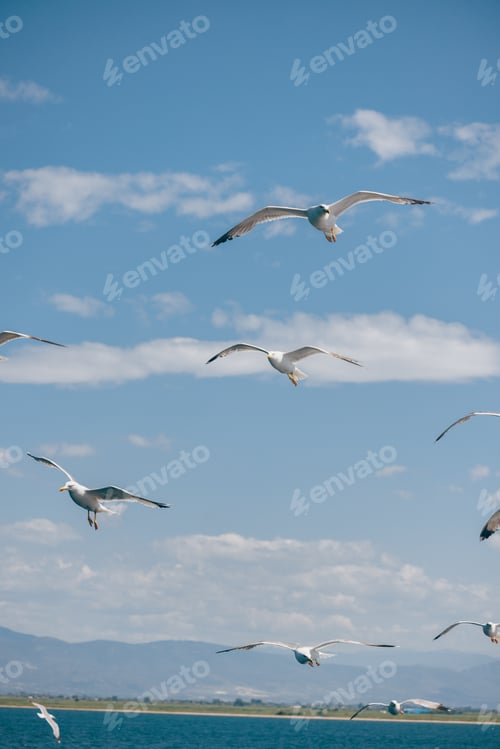 Preview: A Flock Of Seagulls