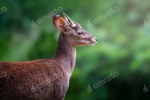 Preview: Male Gray Brocket (Mazama gouazoubira) with antlers - South American Deer