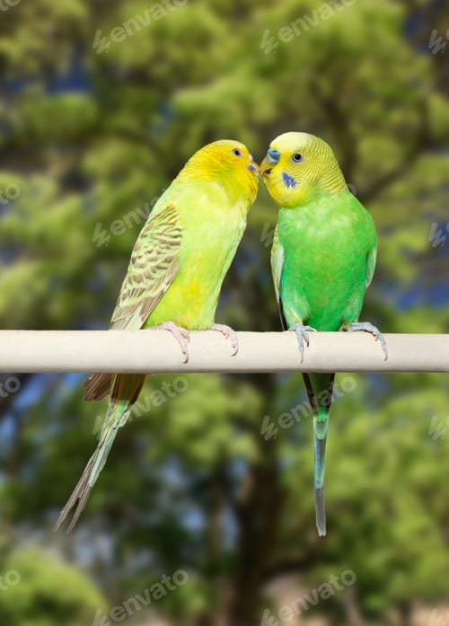 Preview: Couple of parrots