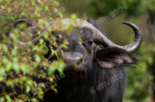 Preview: A hidden buffalo peeking through the greenery