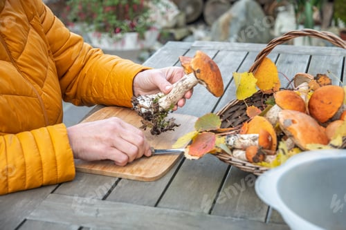 Preview: unrecognizable woman in yellow jacket holds fresh edible boletus mushrooms and prepares