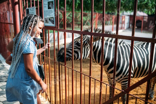 Preview: A young girl and a zebra at the zoo