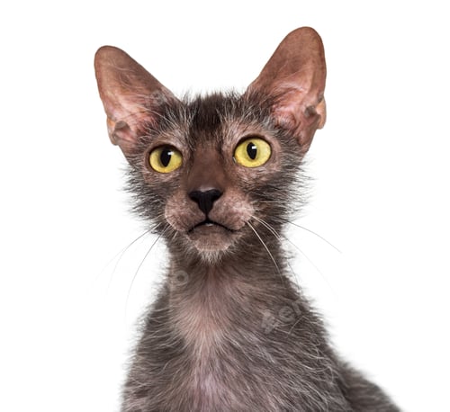 Preview: Lykoi cat, also called the Werewolf cat against white background
