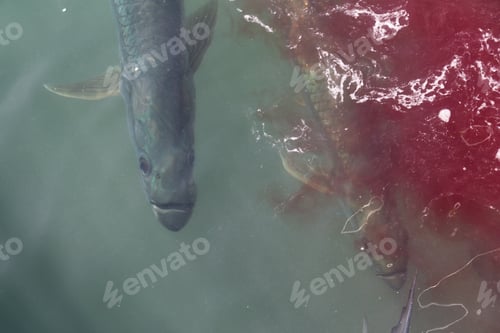 Preview: A group of tarpon are waiting for the fishermen to throw away the fish guts in the water