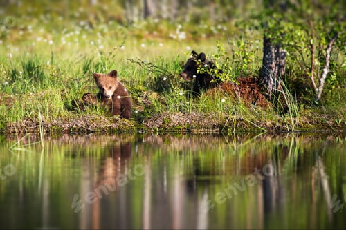 Preview: Grizzly bears on the shore of a pond with long exposure in a forest in Finland