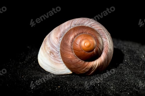 Preview: Ryssota ovum Seashell on a black sand background