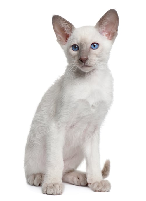 Preview: Siamese kitten, 10 weeks old, sitting in front of white background