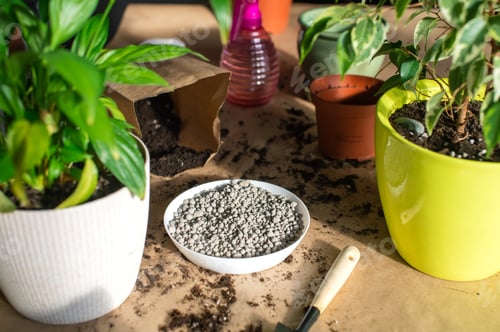 Preview: Replant indoor plants. Maintaining the required humidity level . fertilizer