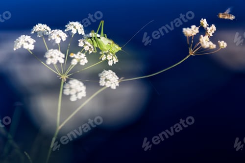 Preview: Grasshopper Isophya pyrenea and bee on flower