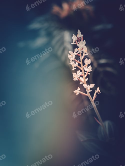 Preview: Pretty flower growing in garden